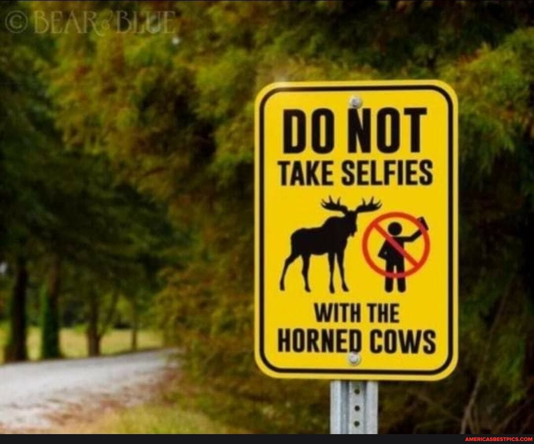TAKE SELFIES
WITH THE HORNED COWS