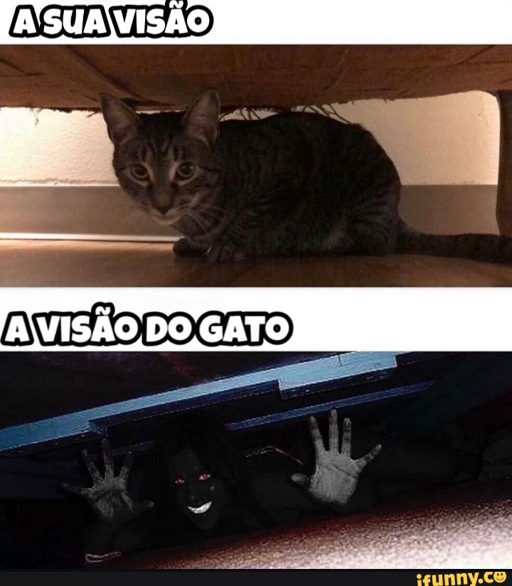 AVISÃO DO GATO