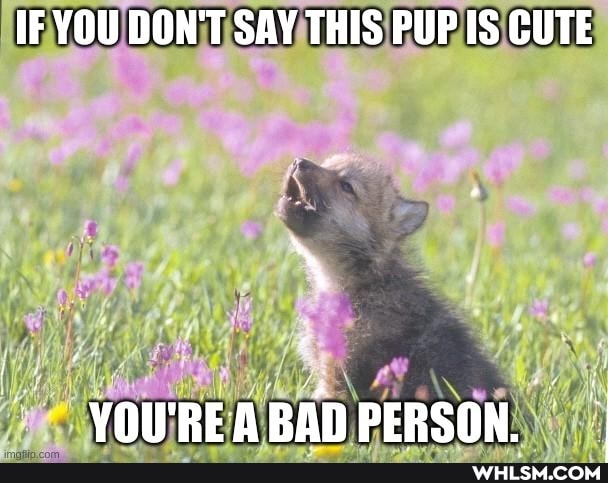 IF YOU DON'T SAY THIS PUP IS CUTE
VOIREABAN PERSON.