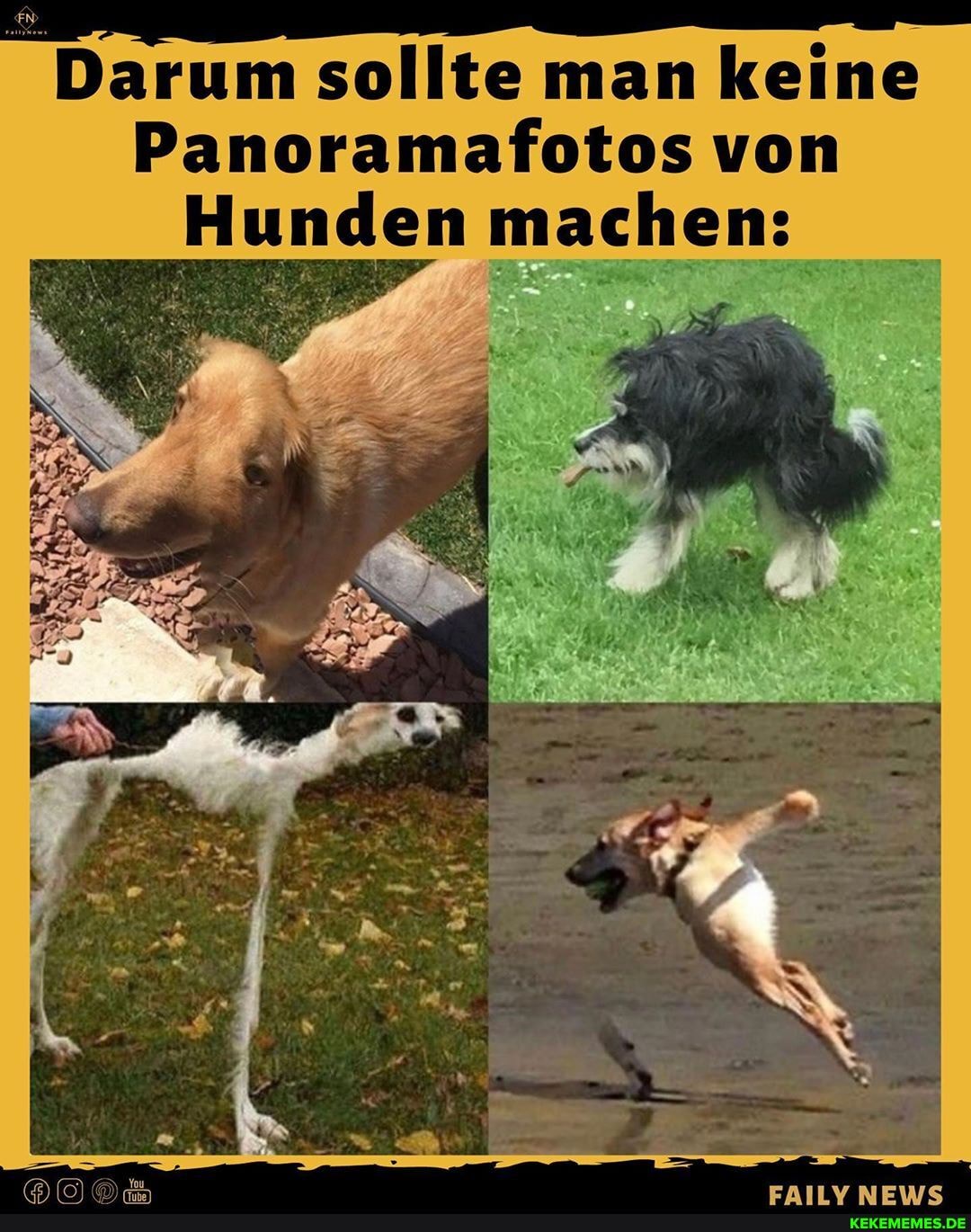 Darum sollte man keine
Panoramafotos von
Hunden machen:
