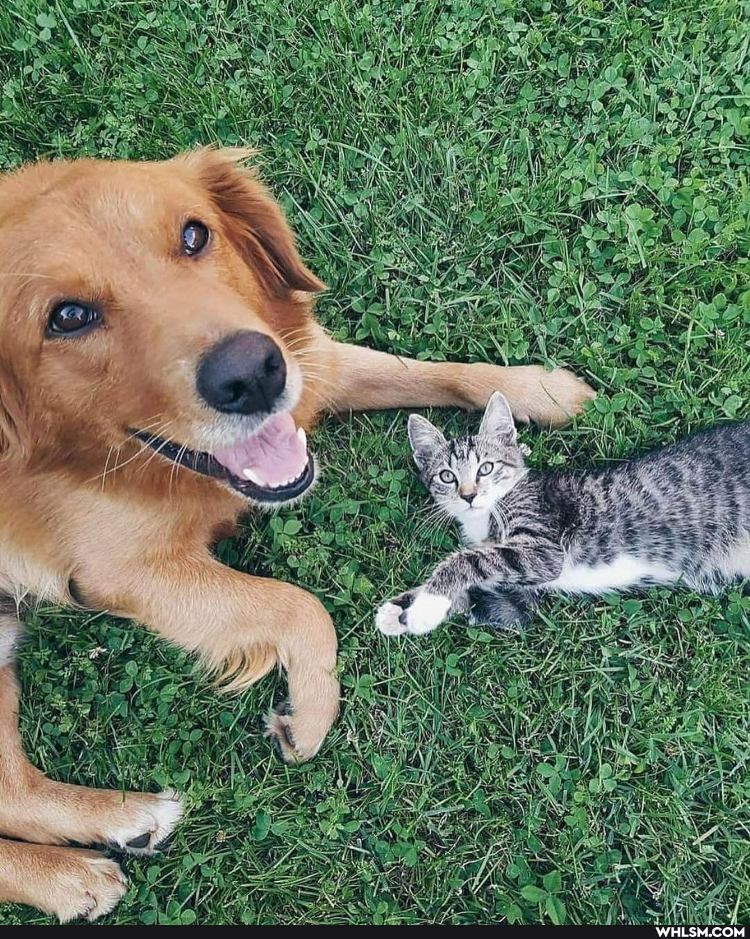cats_and_dogs