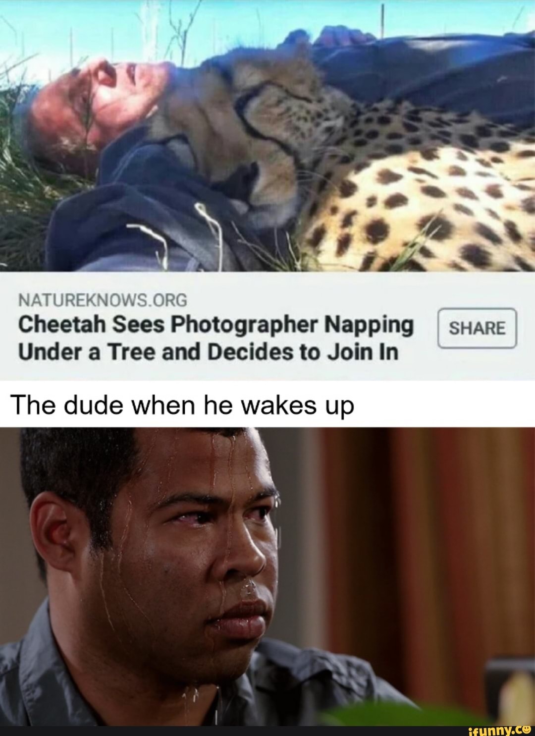 NATURE RN ORG Cheetah Sees Photographer Napping sHare
Under a Tree and Decides to Join In
The dude when he wakes up