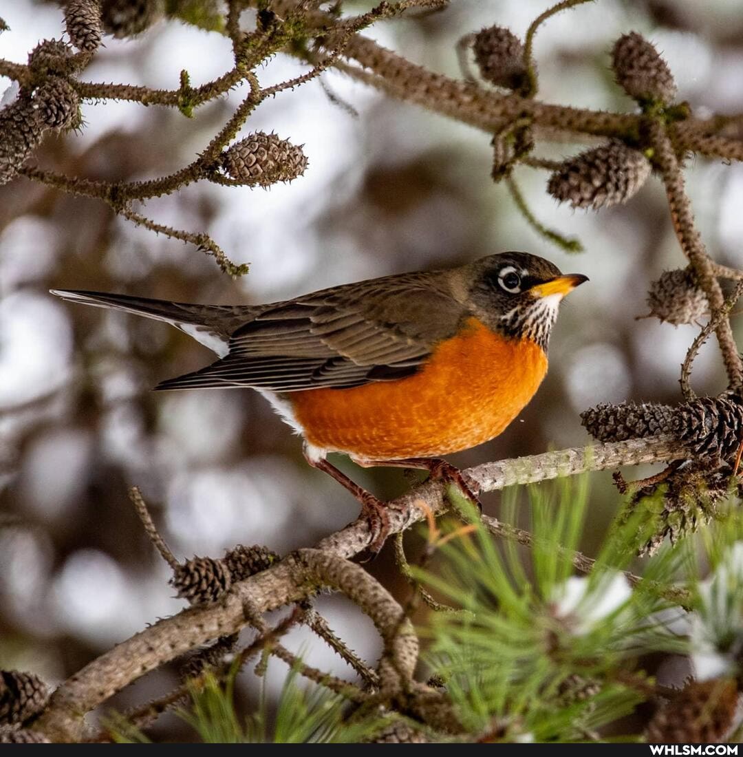 photography, wildlife, birds