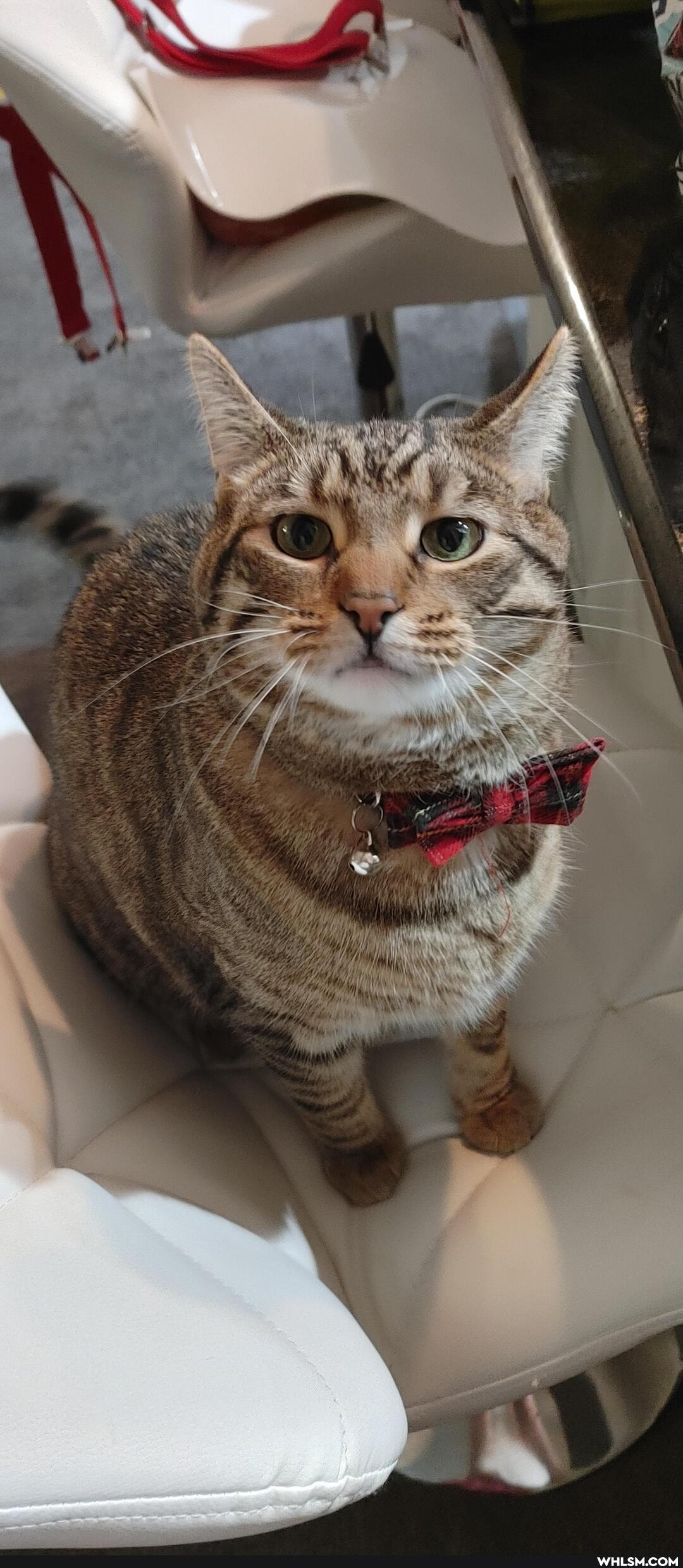 cat, caturday, purrfectpose
