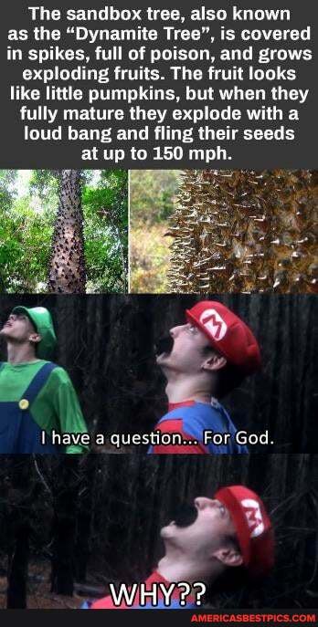 The sandbox tree, also known as the "Dynamite Tree", is covered in spikes, full of poison, and grows
exploding fruits. The fruit looks like little pumpkins, but when they
fully mature they explode with a
loud bang and fling their seeds
aye a question... For God.