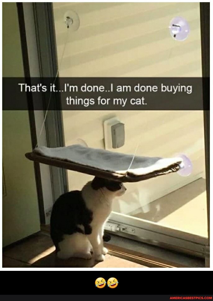That's it...I'm done..! am done buying things for my cat. - đŸ¤£đŸ¤£