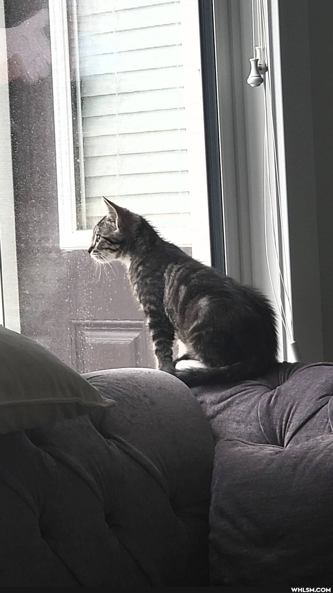cat, cats, pets, baby_animals