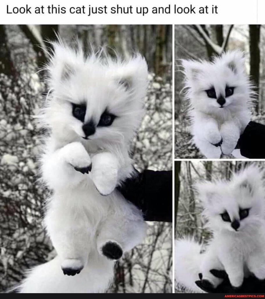 Look at this cat just shut up and look at it