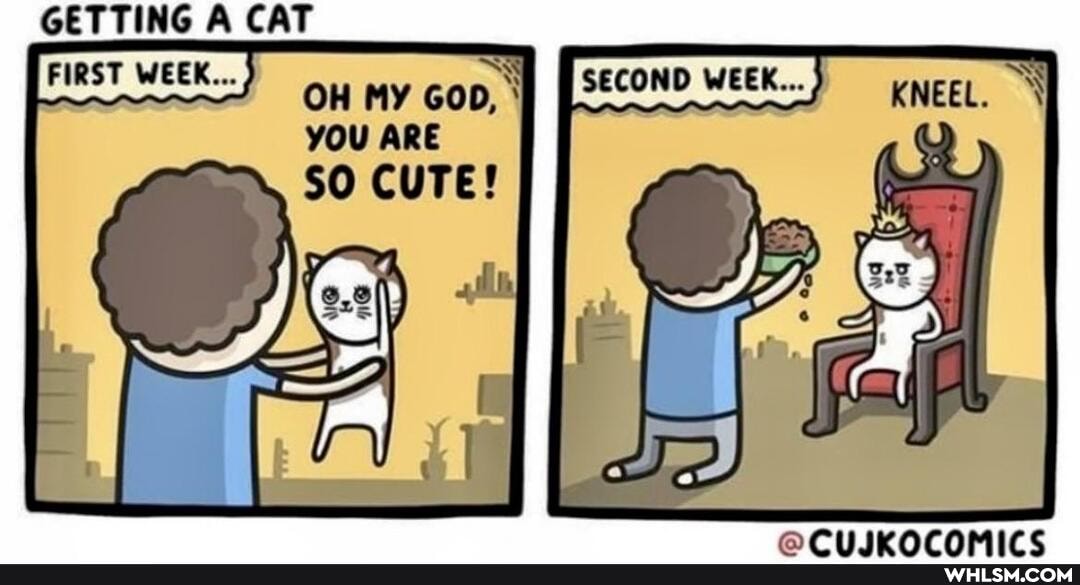 GETTING A CAT
WEB
OH MY GOD,
YOU ARE
SO CUTE!