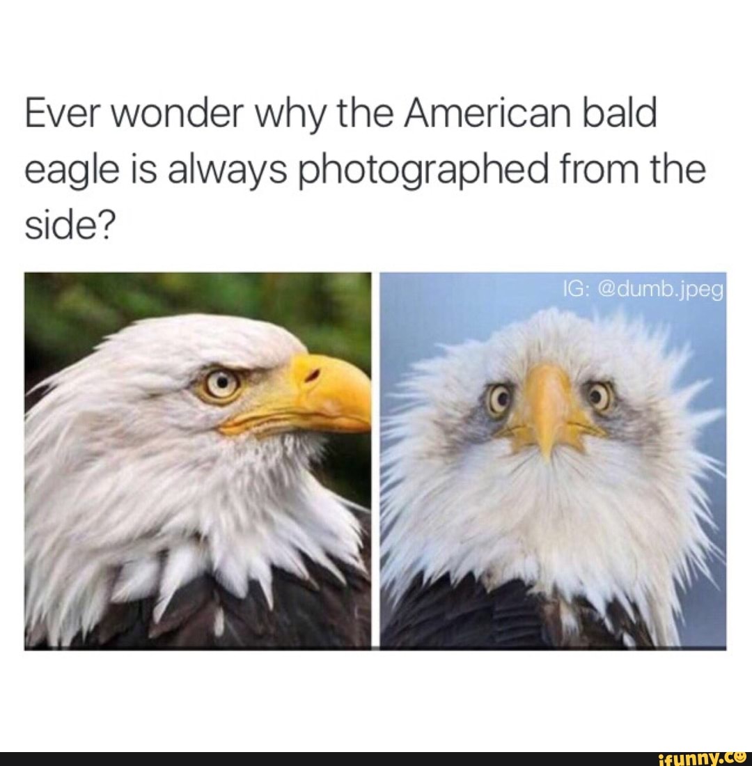 Ever Wonder Why The American Bald Eagle Is Always Photographed From The Side Ifunny Brazil