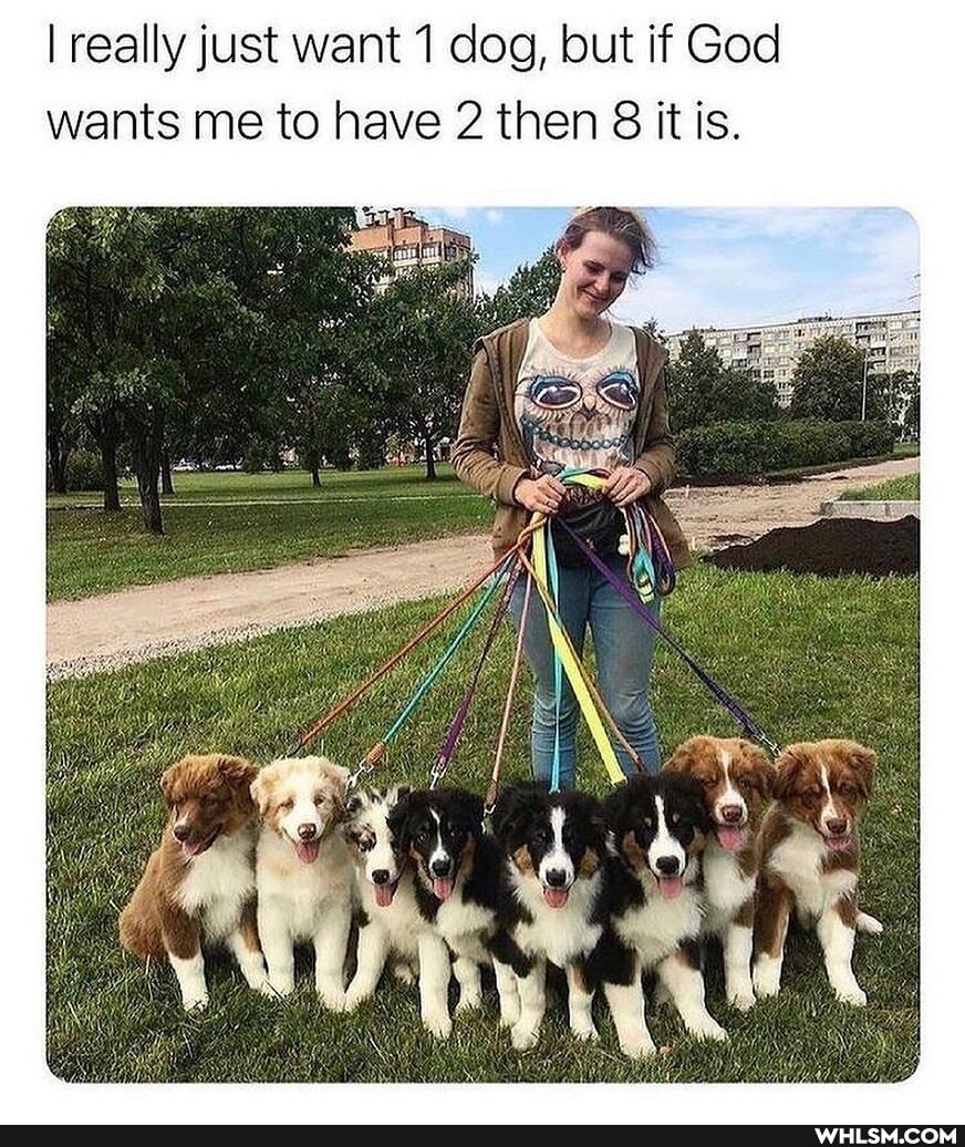 I really just want 1 dog, but if God wants me to have 2 then 8 it is.