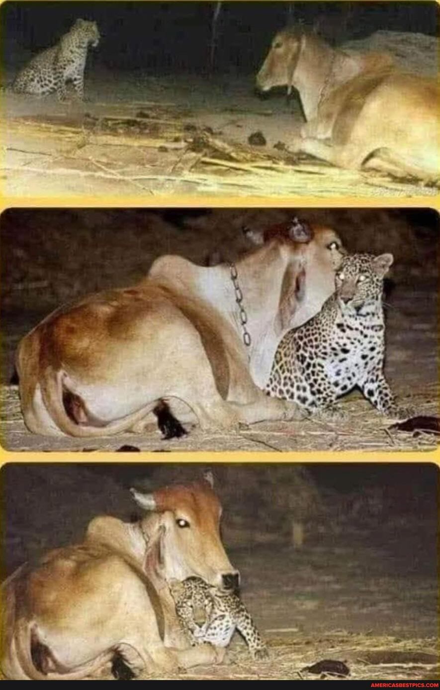 leopard, sneaking, village, night, visit, cow, nursed