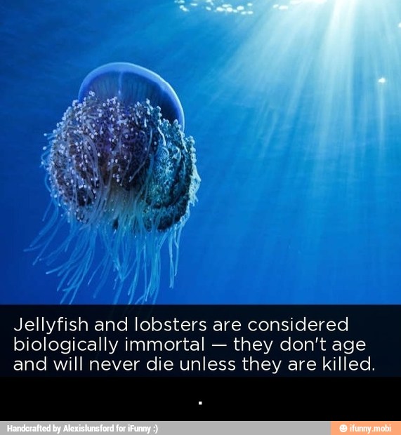 Jellyfish and lobsters are considered
biologically immortal
they don't age
and will never die unless they are killed. - .