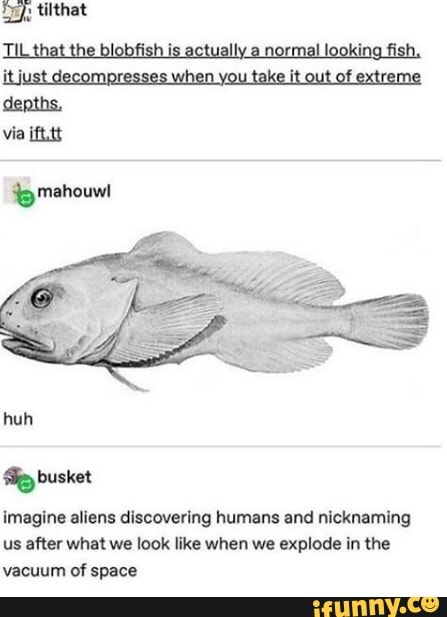 tilthat
fish ina fi
depths, via iftstt
busket
imagine aliens discovering humans and nicknaming us after what we look like when we explode in the vacuum of space
