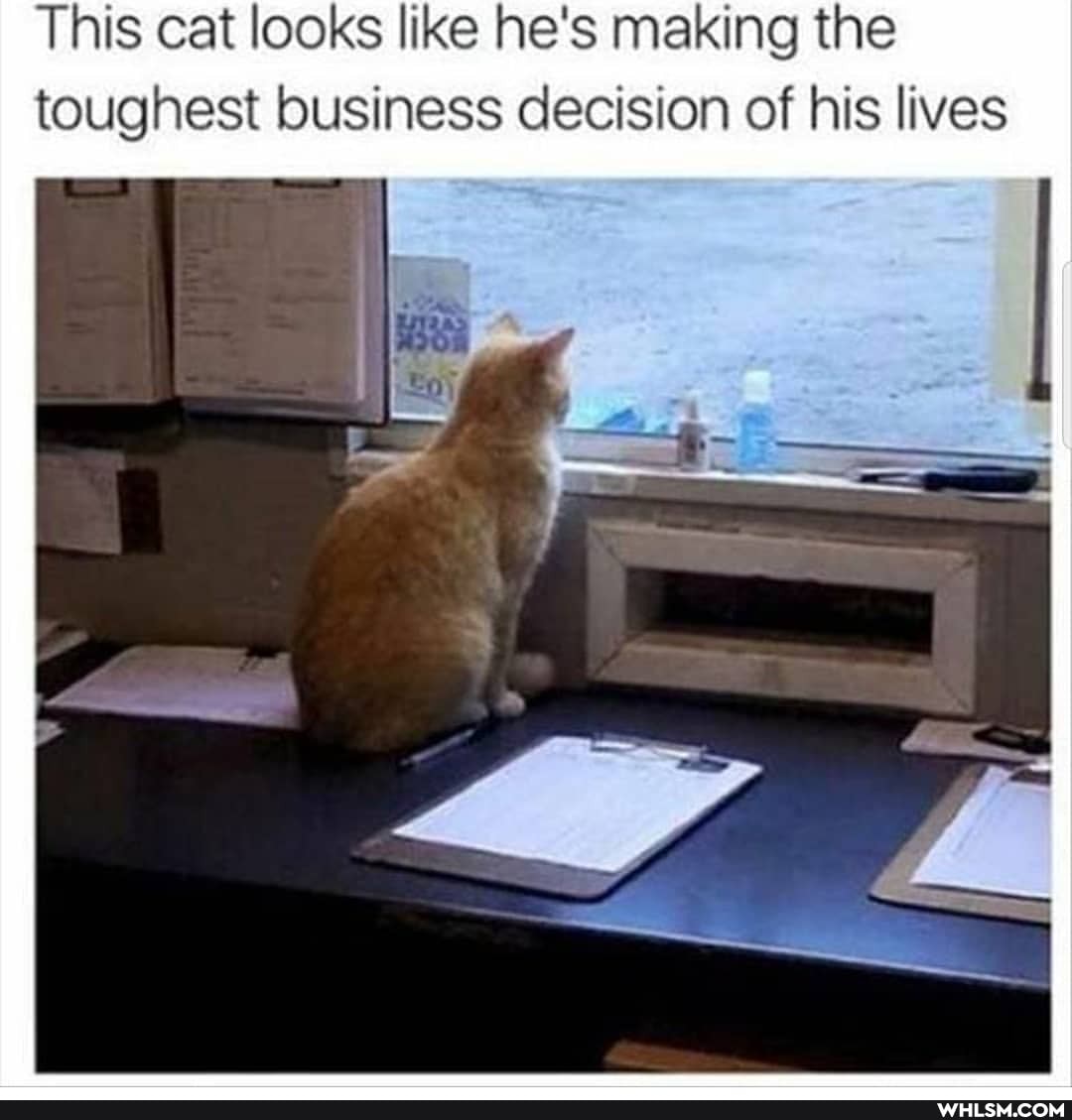 This cat looks like he's making the toughest business decision of his lives