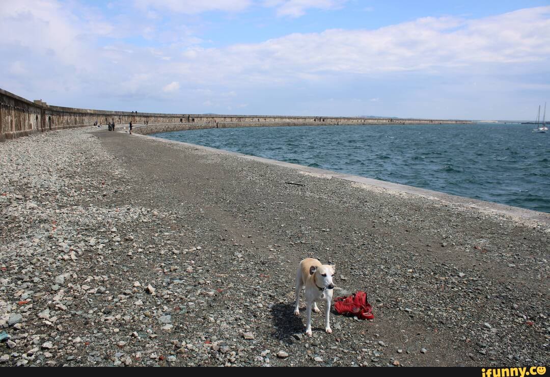 Whippet_good memes. Best Collection of funny Whippet_good pictures on