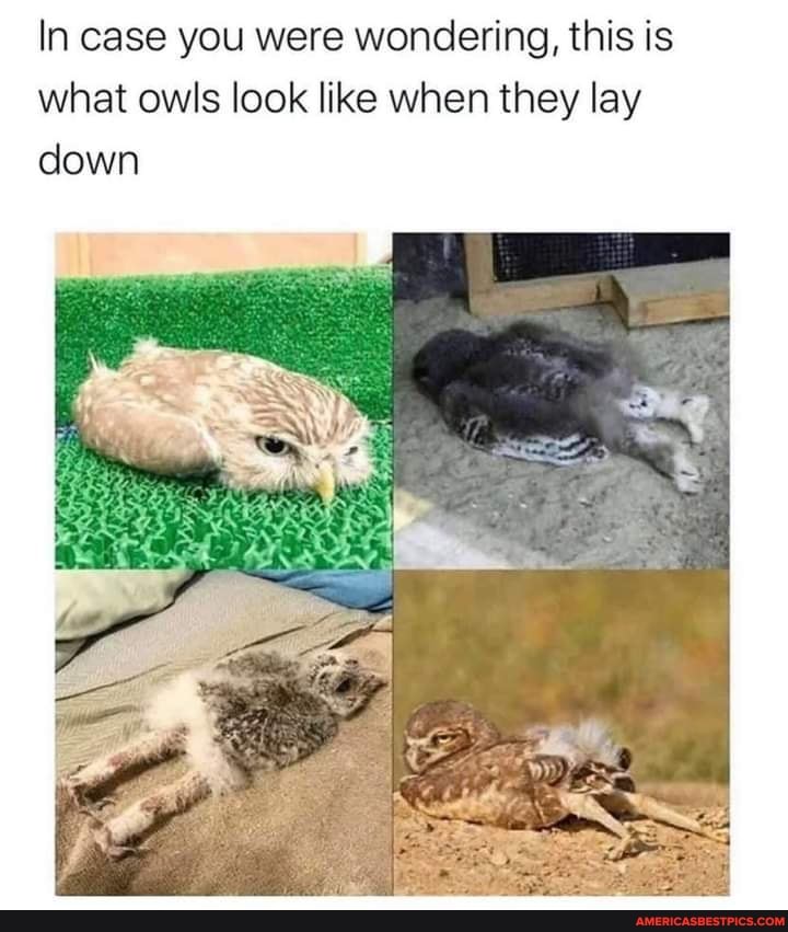 In case you were wondering, this is what owls look like when they lay down