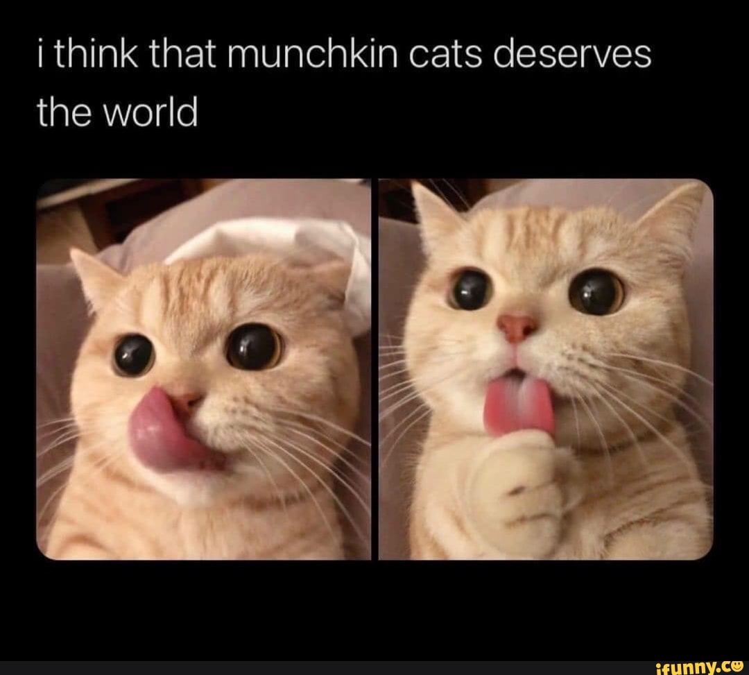 i think that munchkin cats deserves the world
if