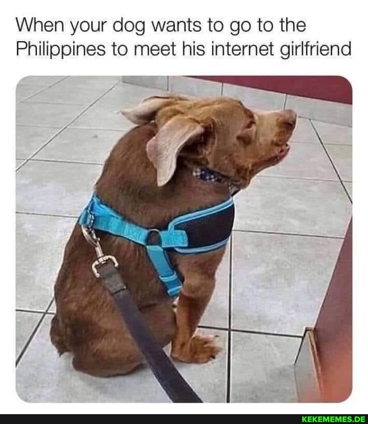 When your dog wants to go to the Philippines to meet his internet girlfriend