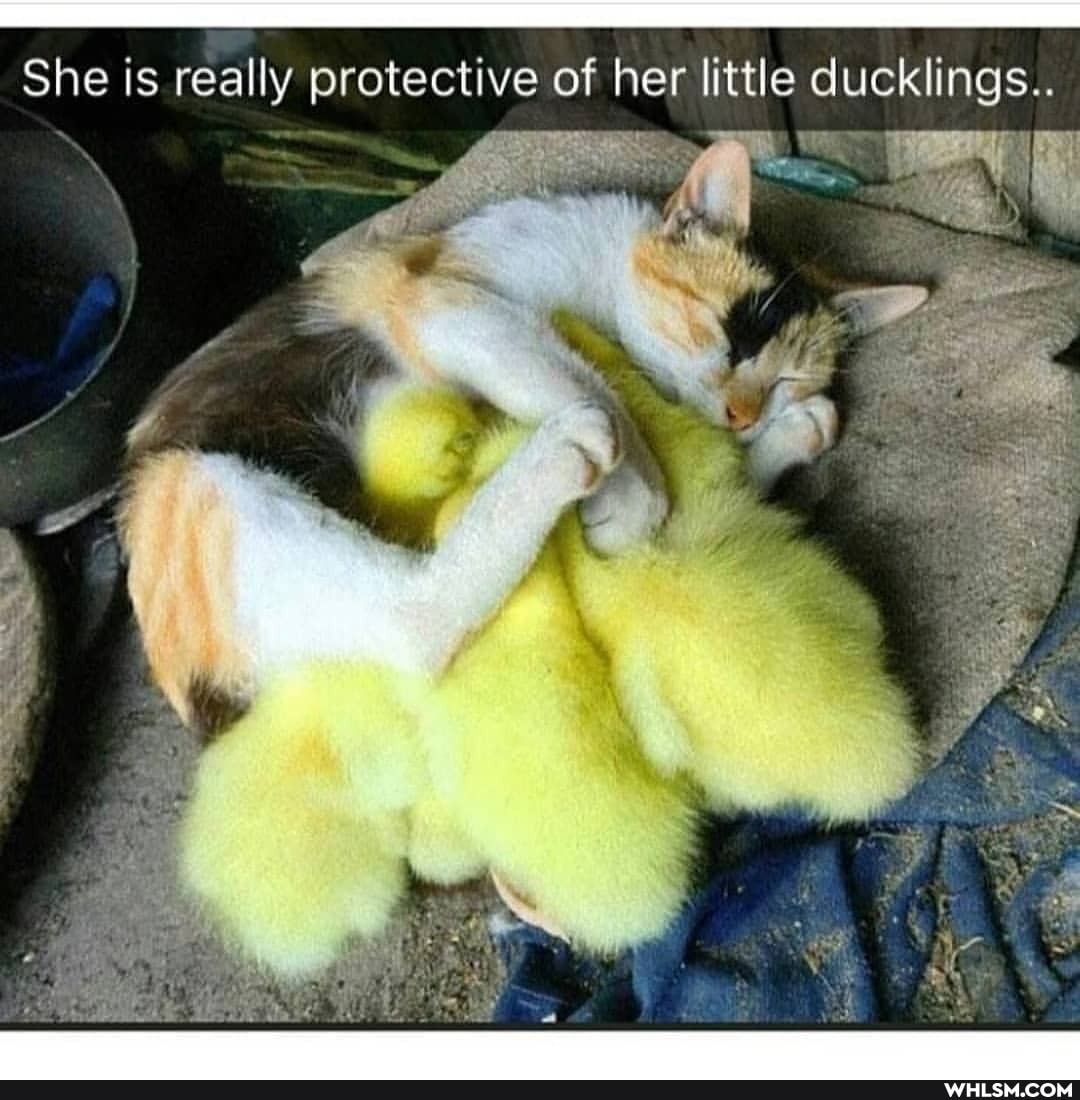 She is really protective of her little ducklings..
io A