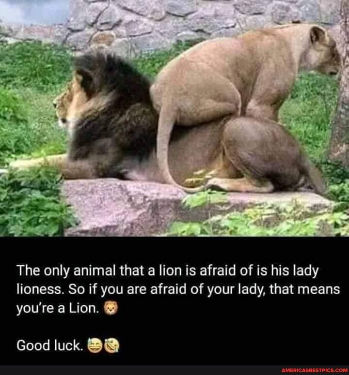 The only animal that a lion is afraid of is his lady lioness. So if you are afraid of your lady, that means you're a Lion.
Good luck.