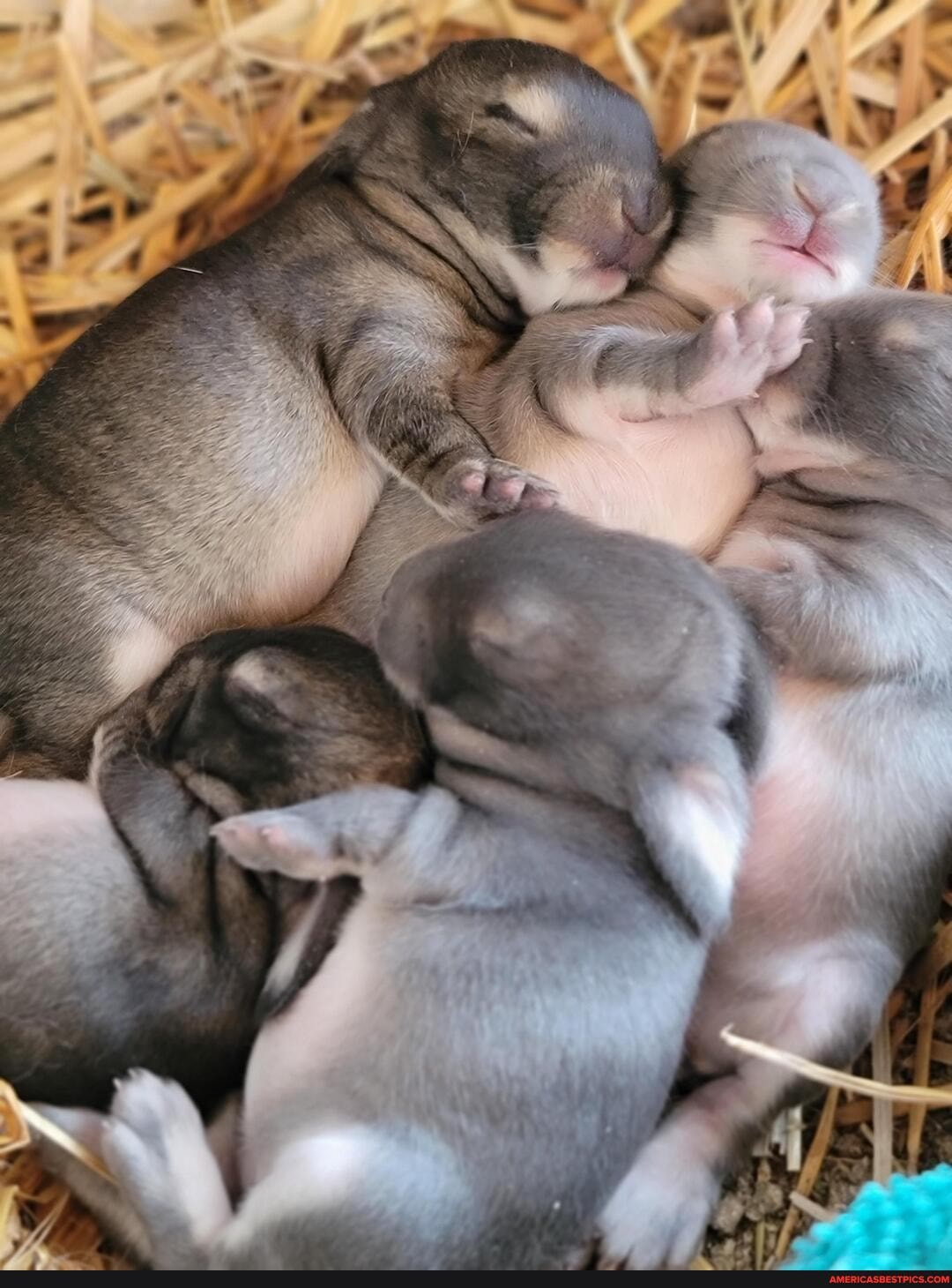 aww, bunny, cute, baby_animals