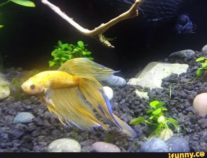 Mem Fish Rescue Fish_rescue memes. Best Collection of funny Fish_rescue pictures on iFunny