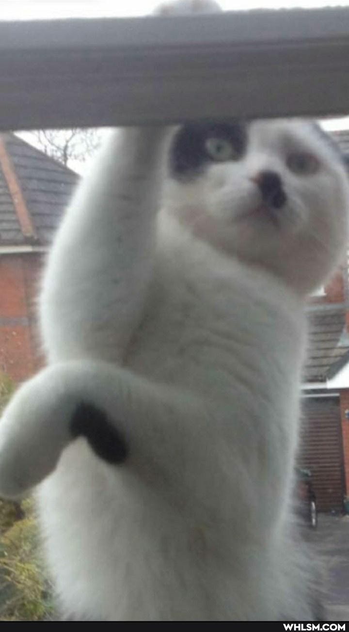 kitty, cat, wtf