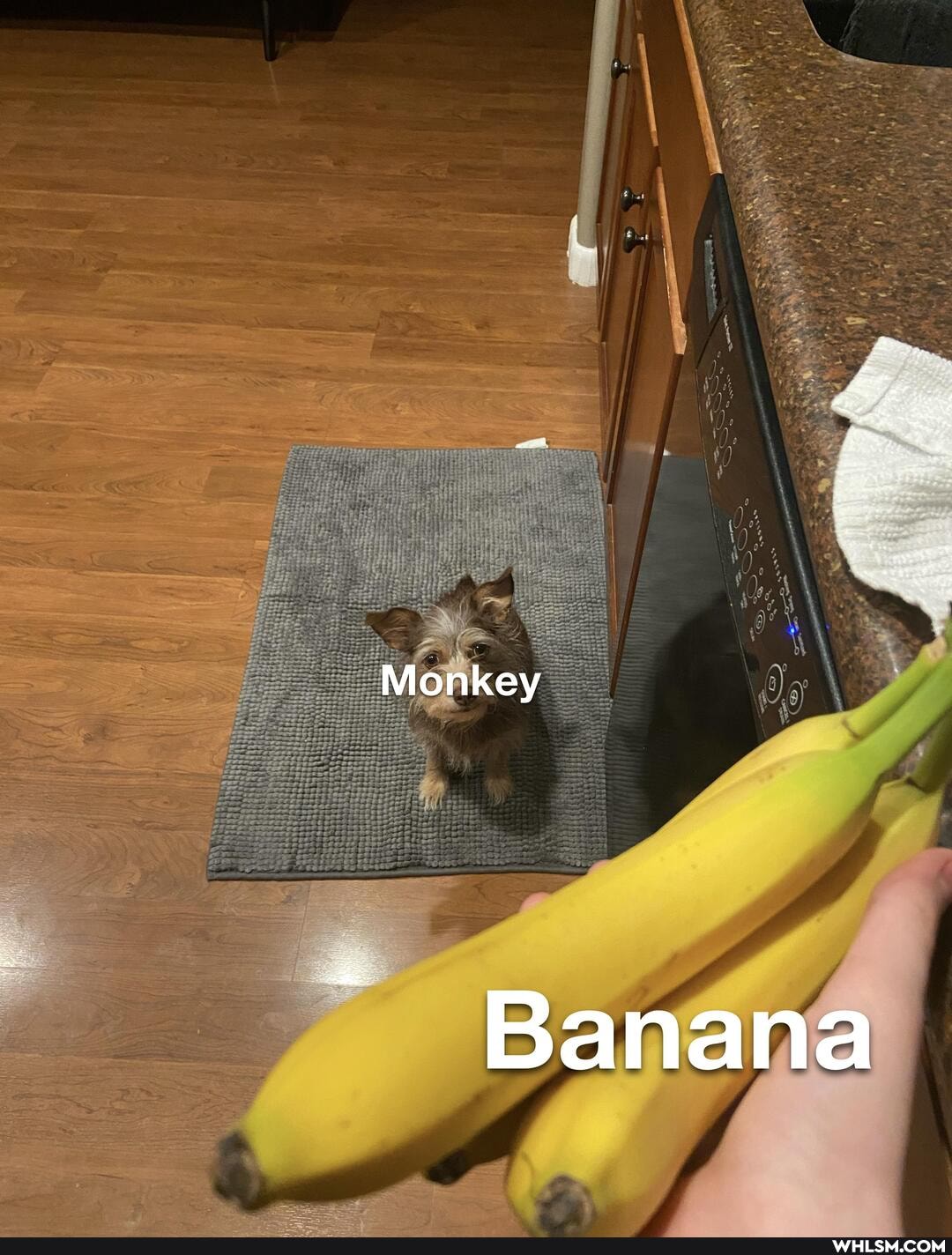 Monkey
Banana