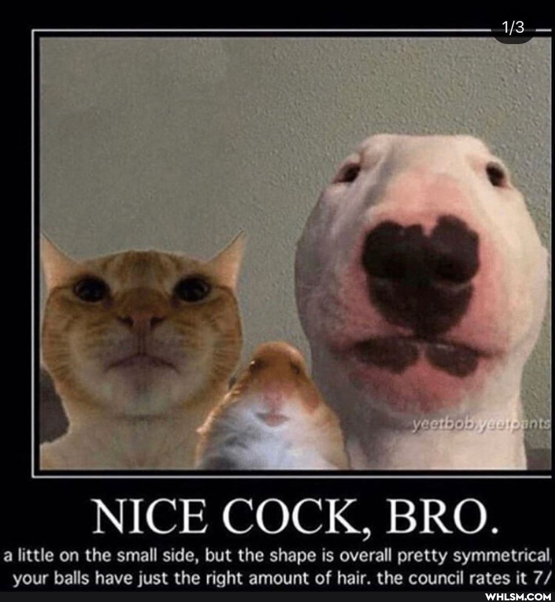 NICE COCK, BRO.
a little on the small side, but the shape is overall pretty symmetrical have the aalkt at ehe careae it 7/