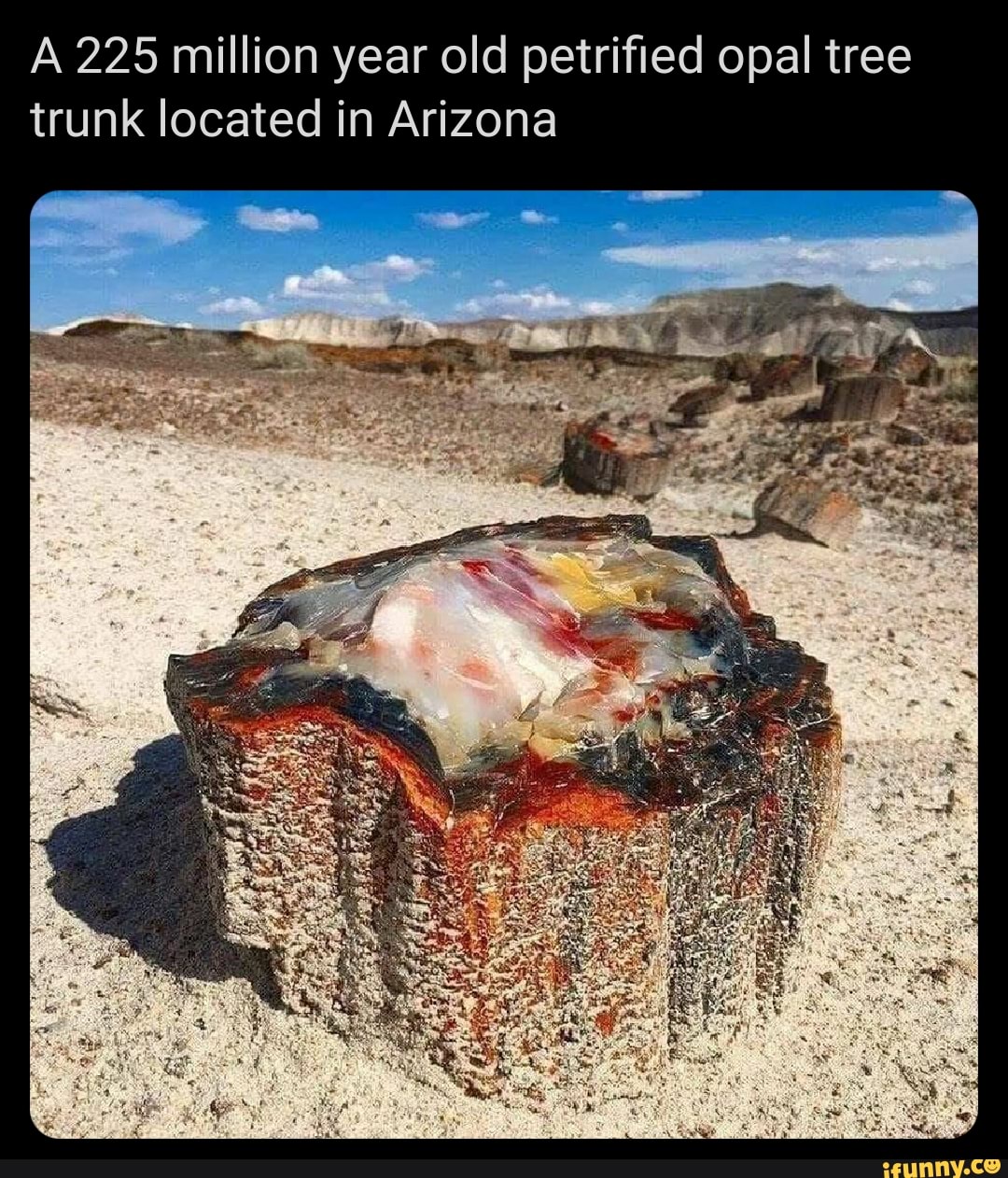 A 225 million year old petrified opal tree trunk located in Arizona