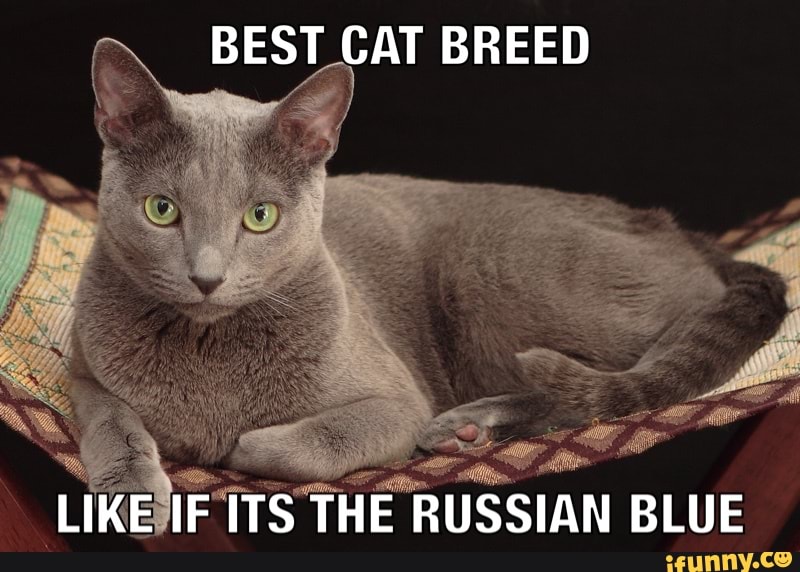 BEST CAT BREED
LIKE IF ITS THE RUSSIAN BLUE