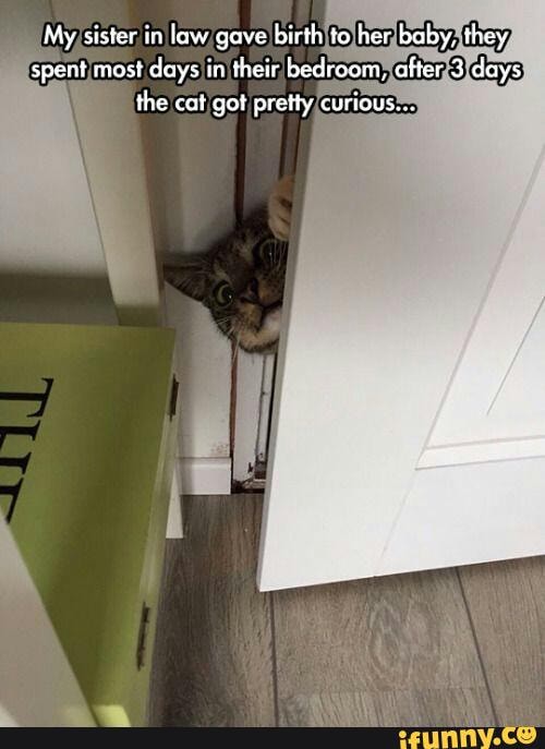 My sister in law gave birth to her baby, they spent most days in their bedrocm, after 3 days the cat get pretty curious...
