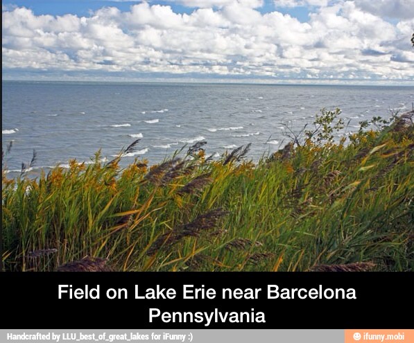 ati
VASE
Meek
Field on Lake Erie near Barcelona
Pennsylvania - Field on Lake Erie near Barcelona Pennsylvania