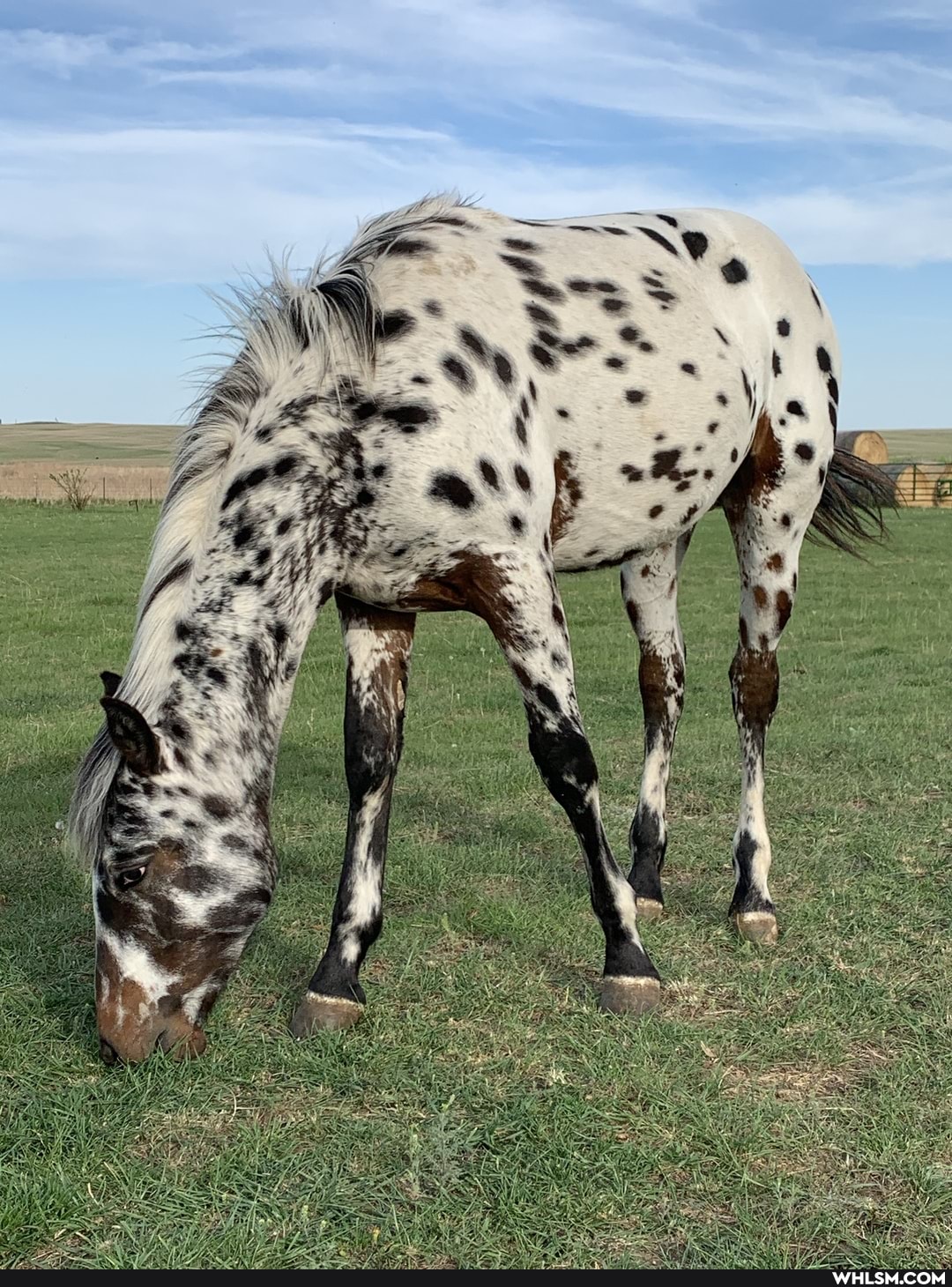 baby_animals, spots, boredom, loveyourpets