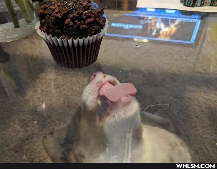 dog, cute_animal, doggo