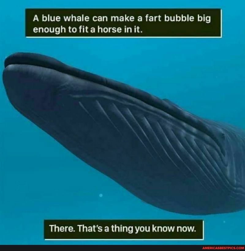 A blue whale can make a fart bubble big enough to fit a horse in it.
There. That's a thing you know now.