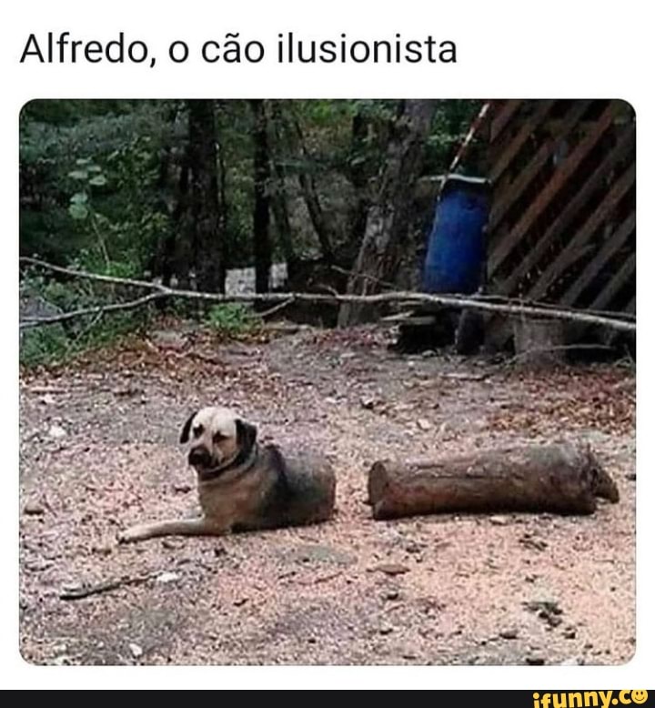 ionista
US
cão
Alíredo
