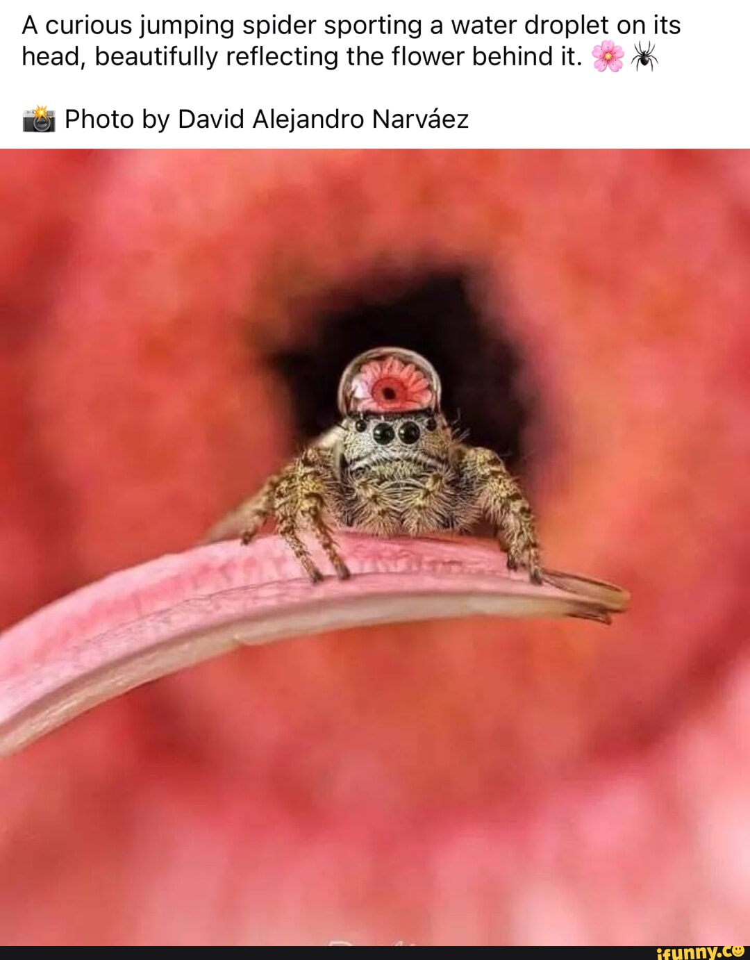 A curious jumping spider sporting a water droplet on its head, beautifully  reflecting the flower behind it. Photo by David Alejandro Narvaez - iFunny, image size:1080x1382