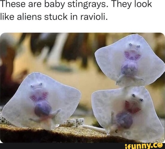 These are baby stingrays. They look like aliens stuck in ravioli. - iFunny