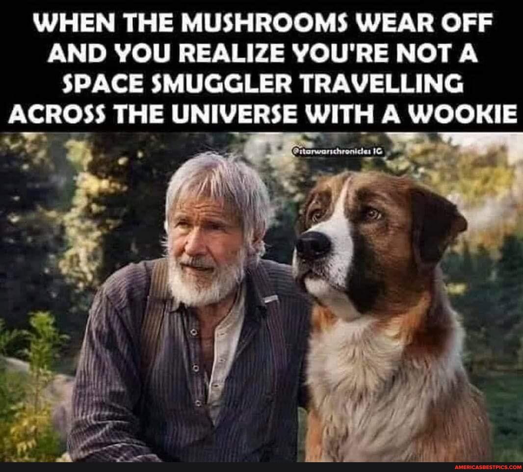 WHEN THE MUSHROOMS WEAR OFF AND YOU REALIZE YOU'RE NOT A SPACE SMUGGLER TRAVELLING ACROSS THE UNIVERSE WITH A WOOKIE