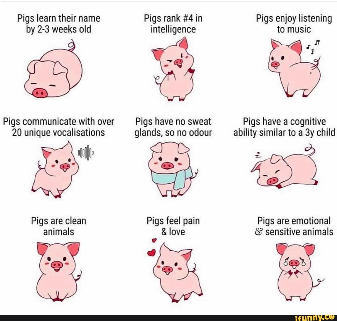Pigs learn their name Pigs rank 4 in Pigs enjoy listening by 23 weeks