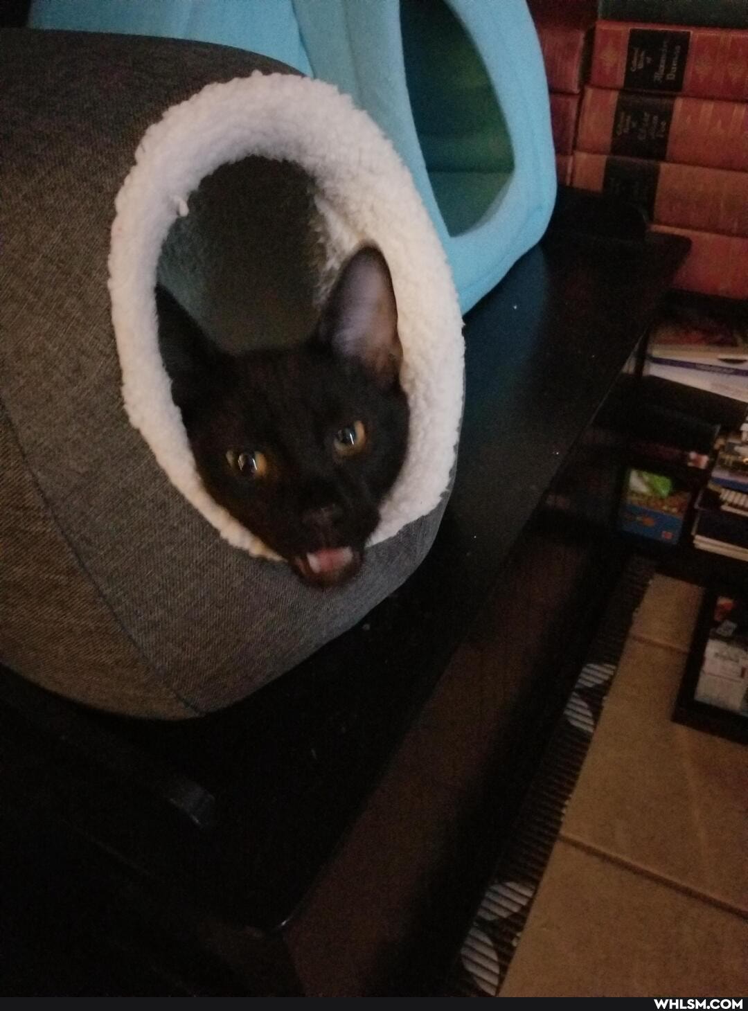aww, cat, neutral_post