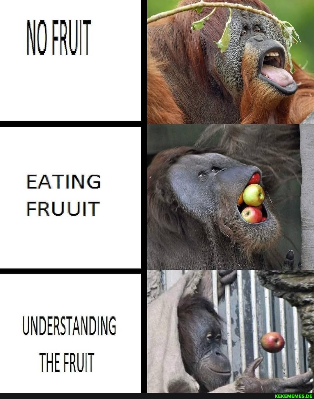 EATING FRUUIT
UNDERSTANDING THE FRUIT