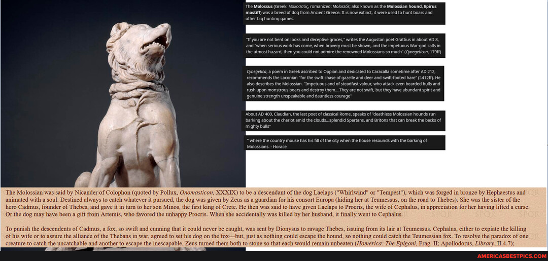 The Molossus (Greek Mohoga6c, romanized Moloss6s; also known as the