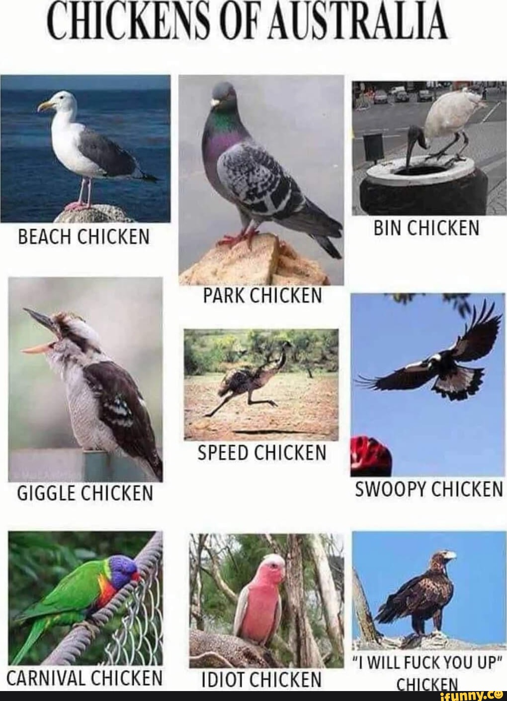 CHICKENS OF AUSTRALIA ti BEACH CHICKEN SPEED CHICKEN BIN CHICKEN PARK