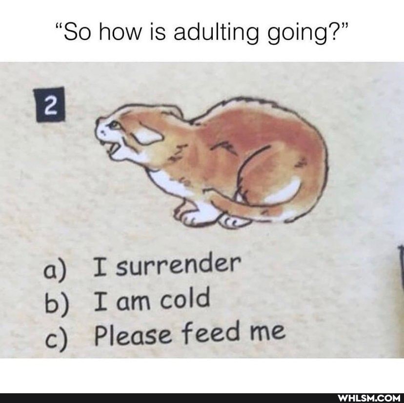 "So how is adulting going?"
a) surrencer
b) cold
c) Please feed me