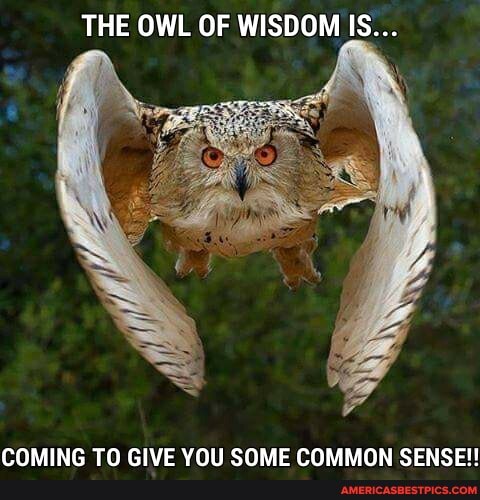 THE OWL OF WISDOM IS...
COMING TO GIVE YOU SOME COMMON SENSE!!