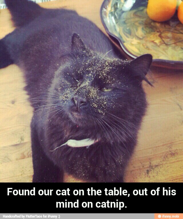 Found our cat on the table, out of his
mind on catnip. - Found our cat on the table, out of his mind on catnip.