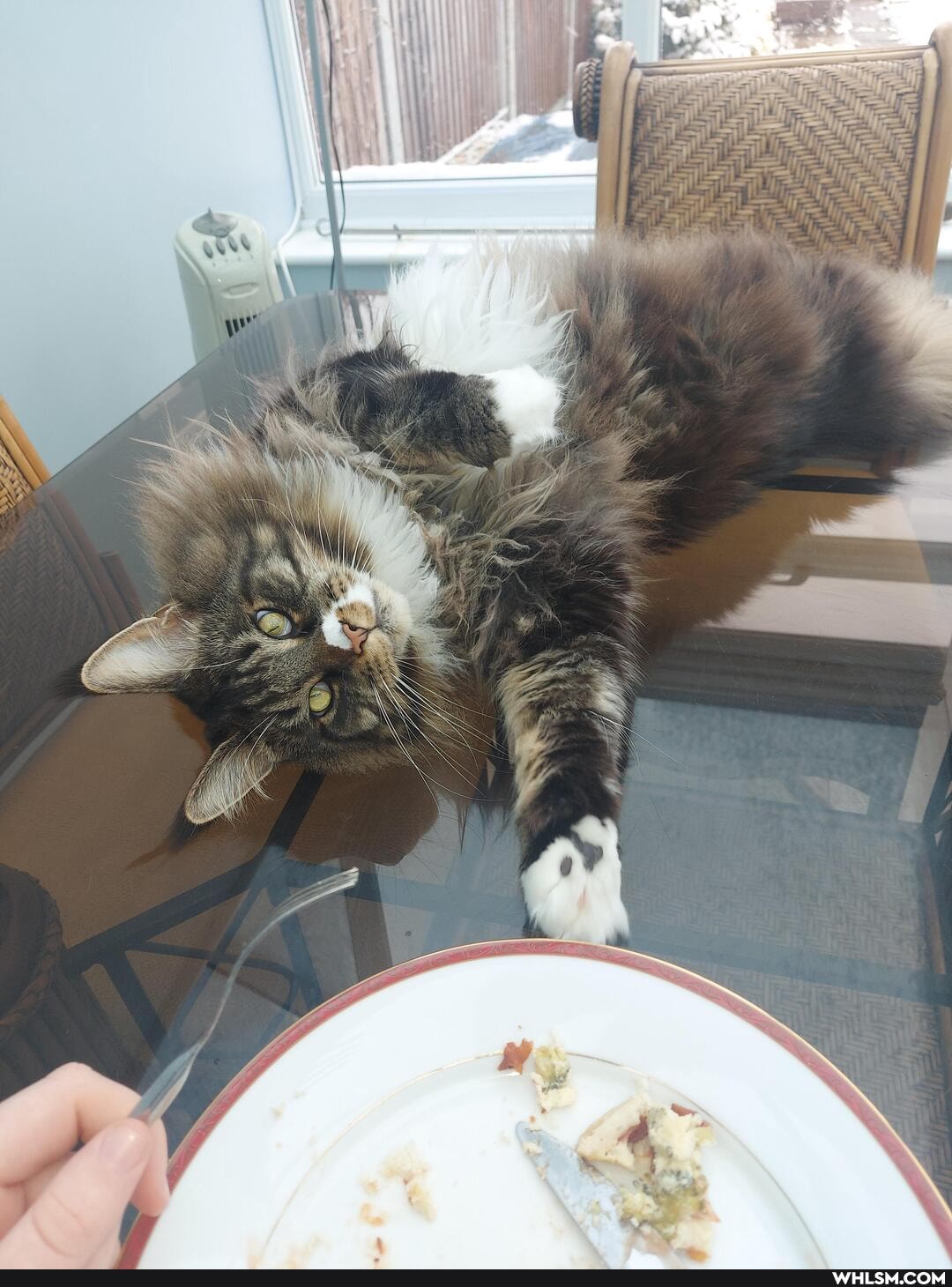 maine_noon, cat, pets